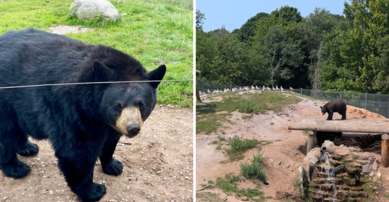 The Massive Bear Ranch In Michigan That Has Become A Favourite Family Attraction