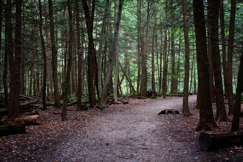 A Forest Trail That Feels Surprisingly Wild And Quiet