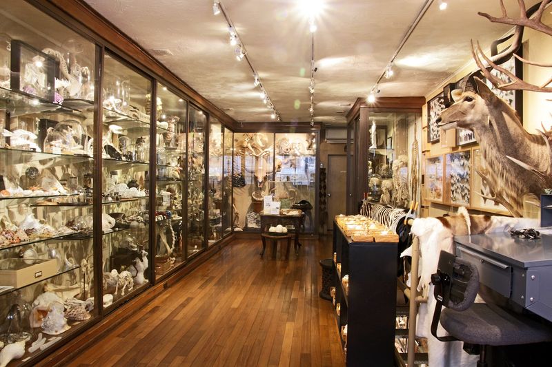 The Evolution Store — Manhattan