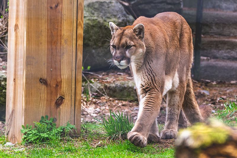Mountain Lions And Bobcats On The Prowl