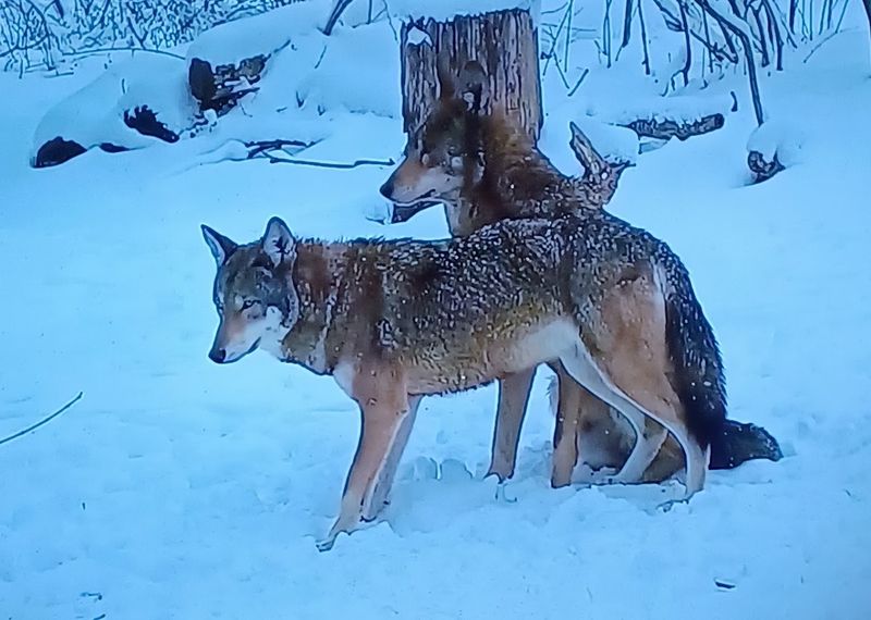 Planning Your Visit To Maximize This Rare Opportunity