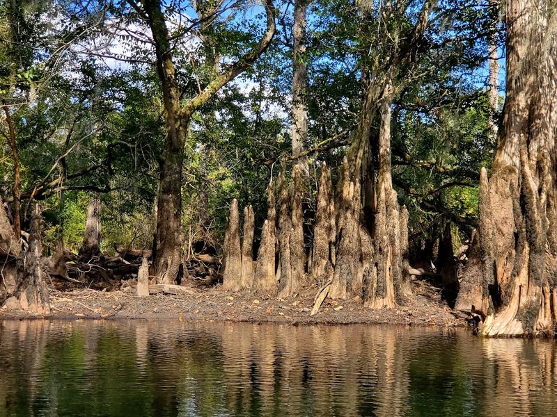 Above Ground, The Park Feels Like A Different Side Of Florida