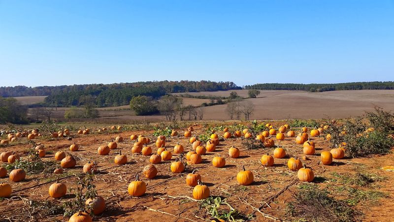 A Hayride Through Pumpkin And Flower Fields Worth Every Minute