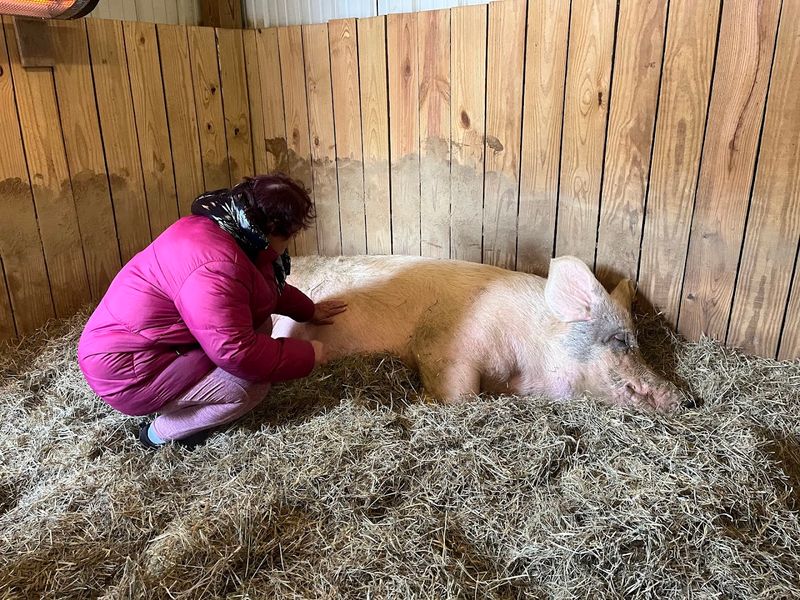 How Volunteers Shape The Entire Visit