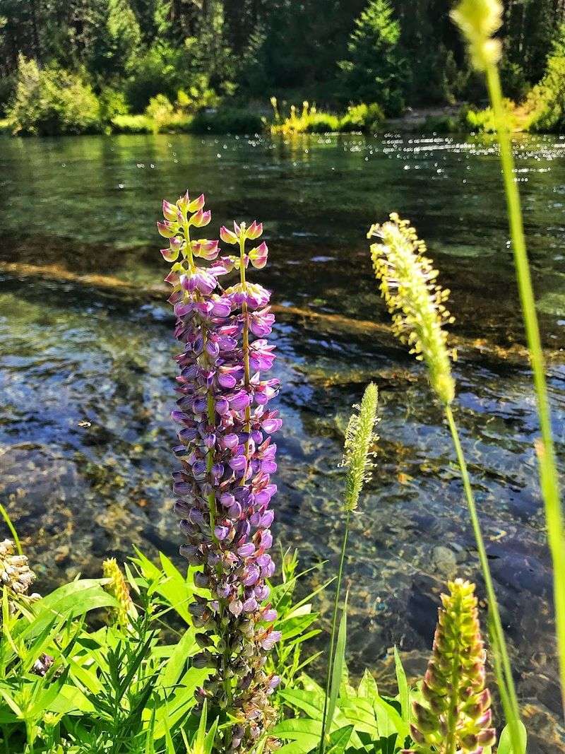 A Protected River Known For Its Natural Beauty