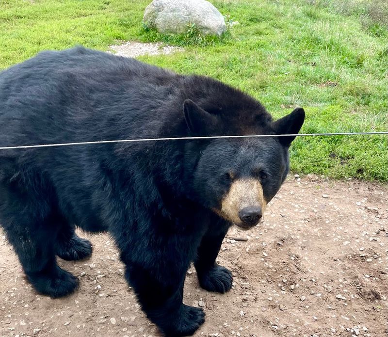 Why Oswald's Bear Ranch Has Become A Must-Stop Michigan Road Trip Attraction