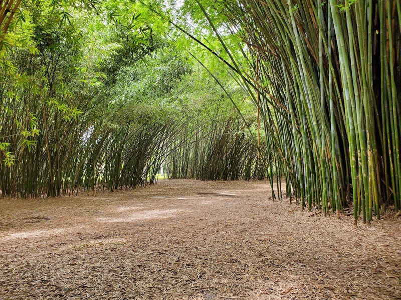 A Garden Setting Filled With Palms, Bamboo, And Lush Greenery