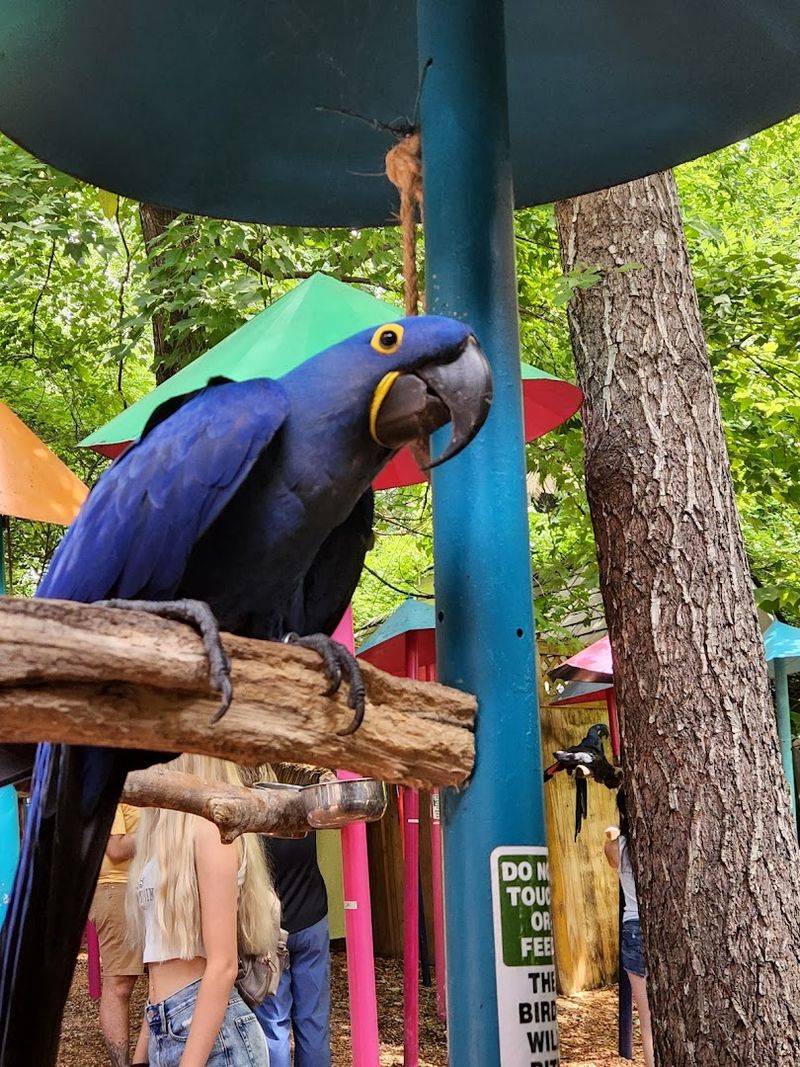Hand-Feeding Parrots In The Bird Garden