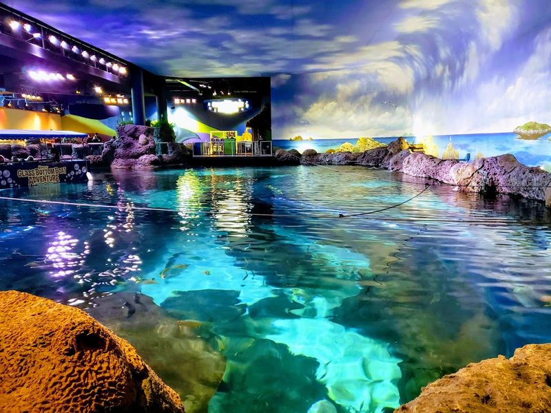 Swimming With Sea Turtles Up Close