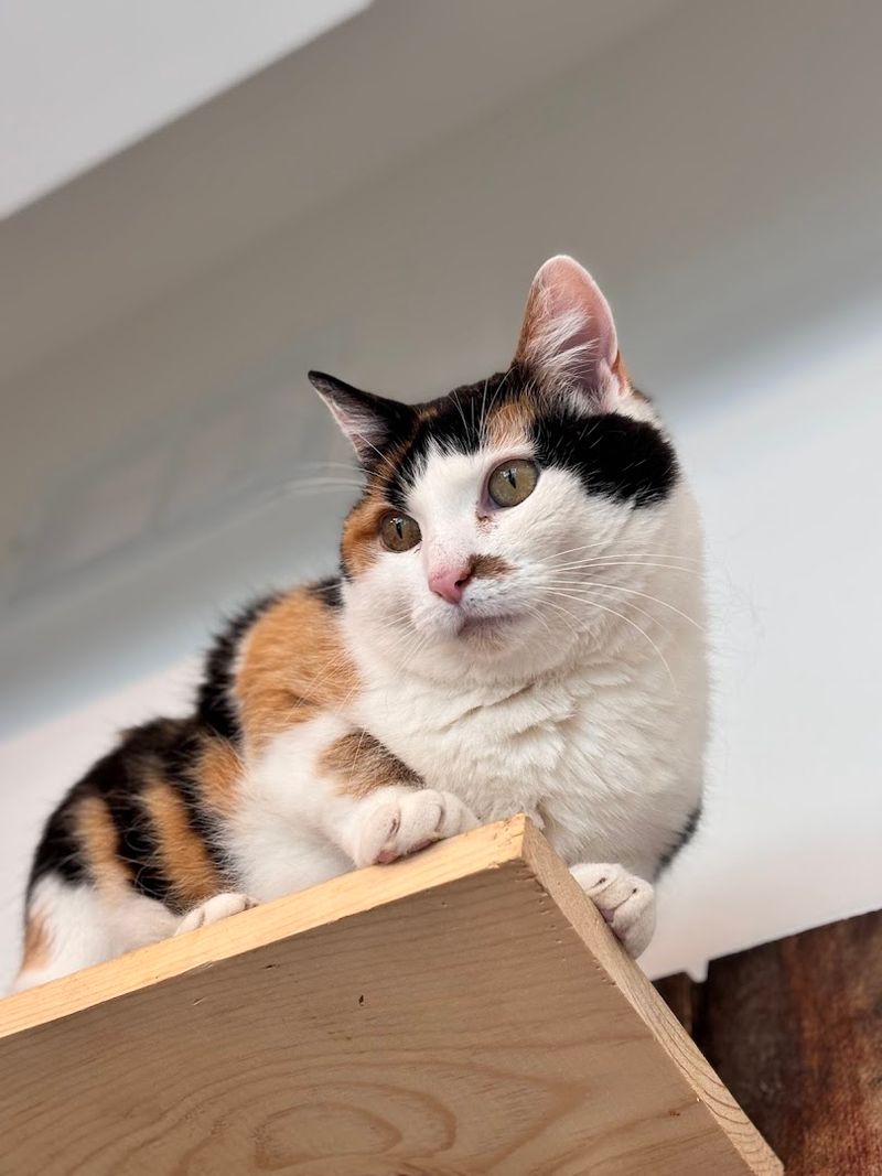 The Café Also Supports International Rescue Efforts For At-Risk Cats