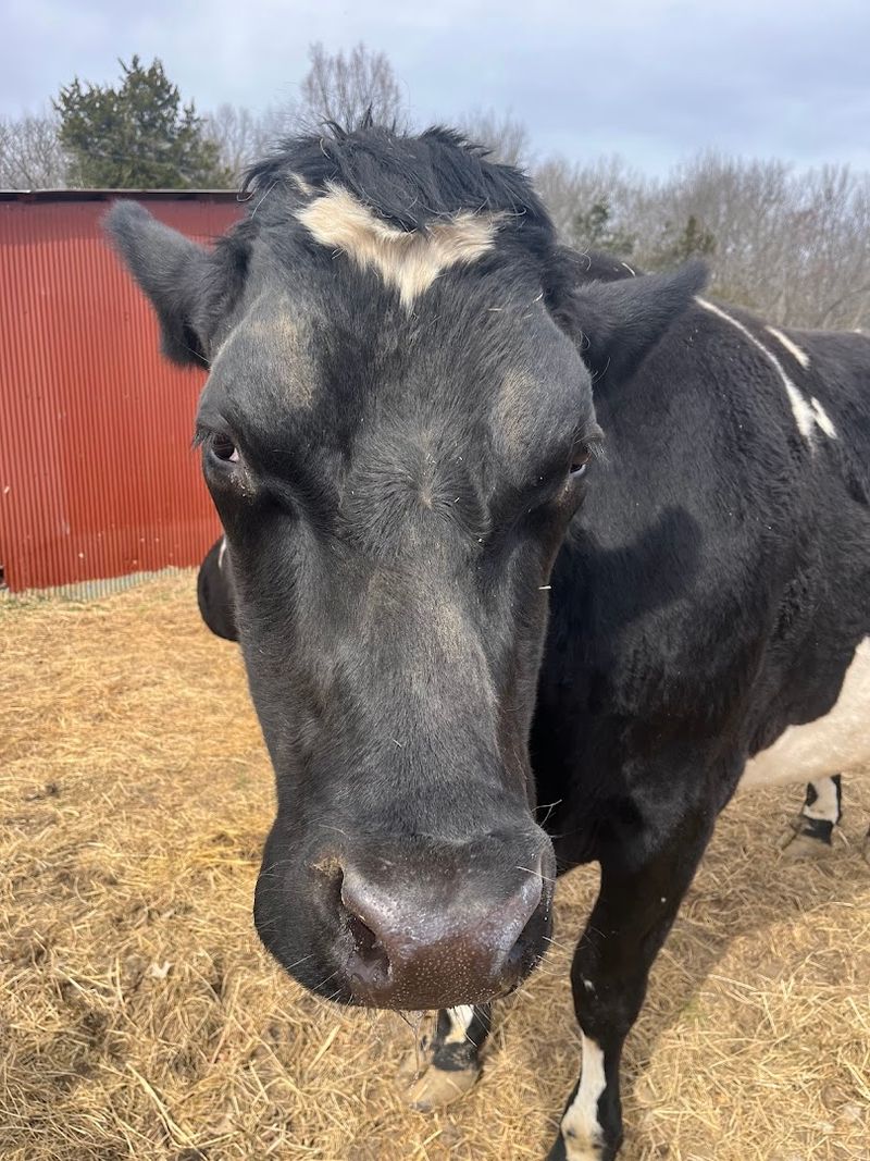 Cow Hug Therapy And Why People Travel Hours To Experience It