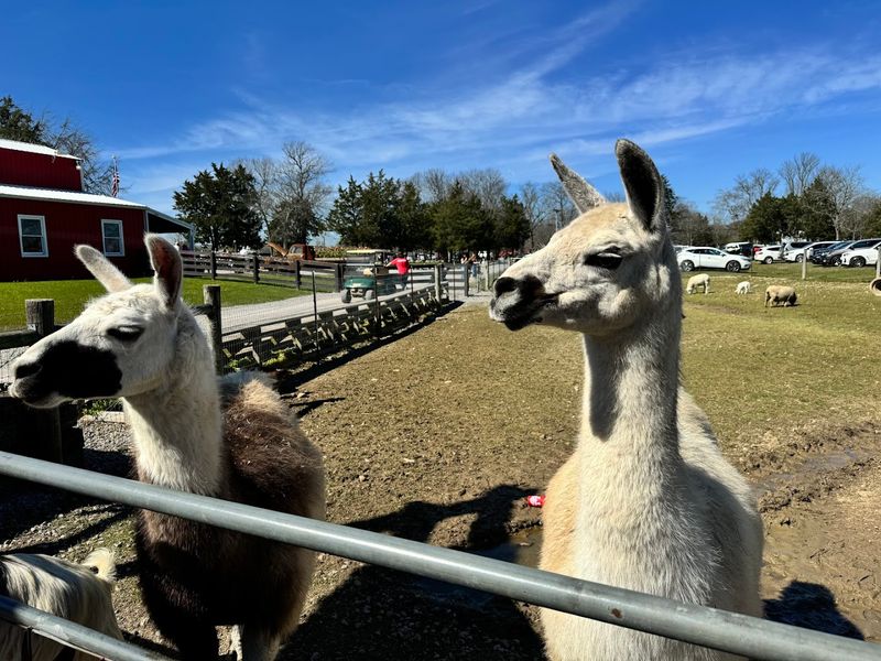 Over 100 Animals That Make Every Walk An Adventure