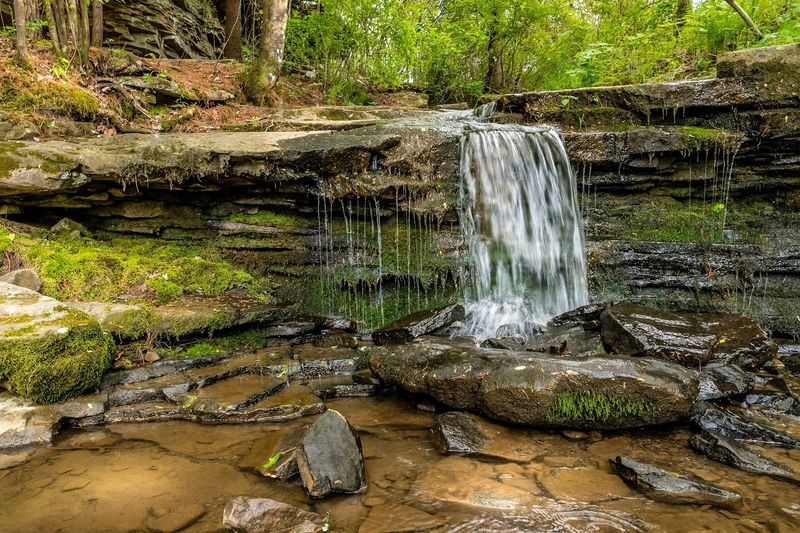 Wildlife Encounters Including Rescued Owls And Hawks