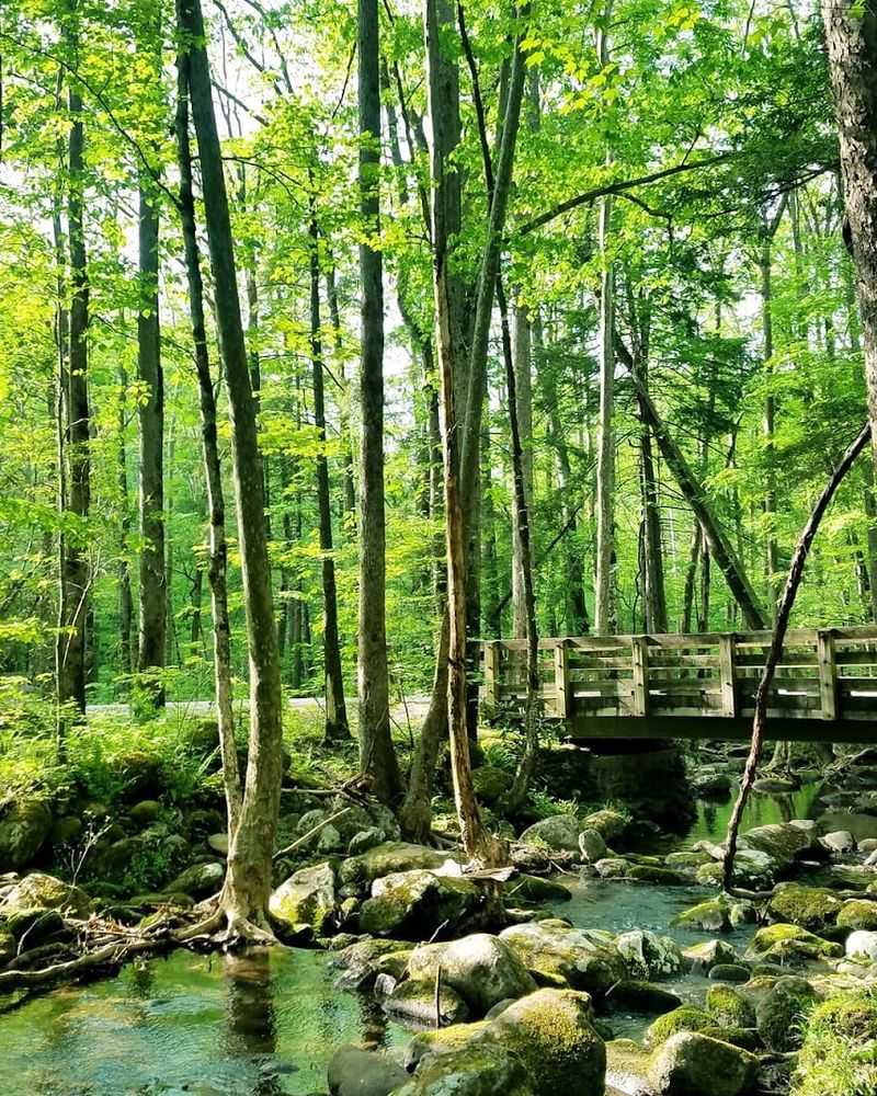 Old-Growth Forest Unlike Anything You Have Seen Before