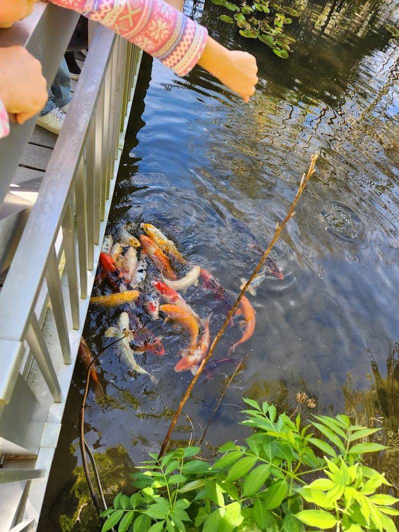 Why These Massive Lily Pads Feel Almost Unreal Up Close