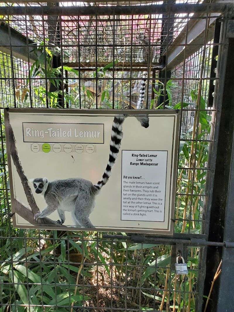 Sloths, Monkeys, And The Slower Side Of Wildlife