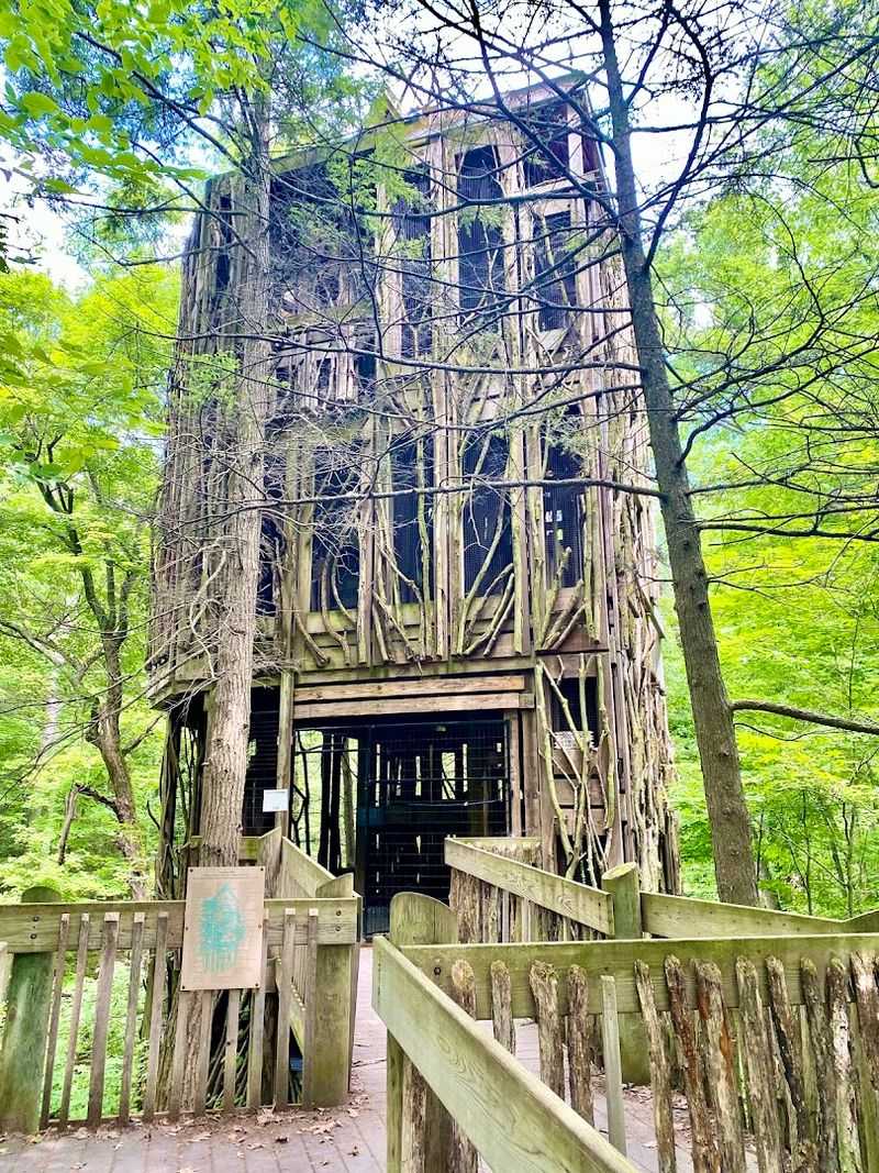 Cayuga Nature Center And The Story Behind Its Famous Treehouse