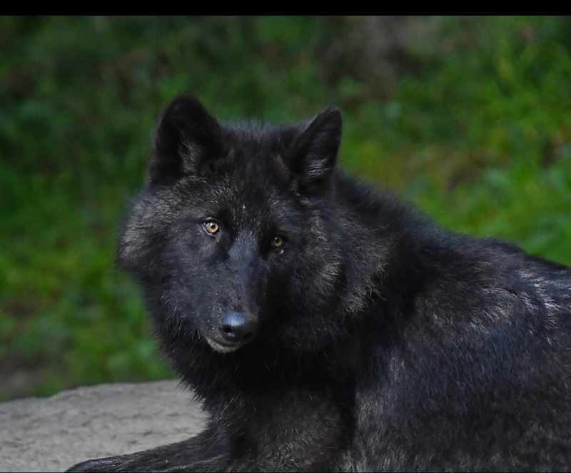 Meeting The Ambassador Wolves