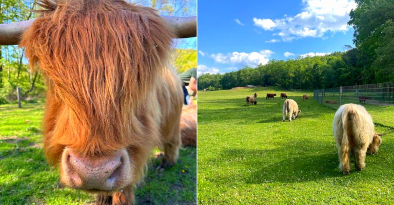 There’s A Highland Cow Farm Just 2 Hours Away From New York City (And It Absolutely Feels Like Scotland)