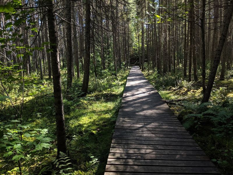 A Peaceful 2.5-Mile Loop Through Wisconsin's Northwoods