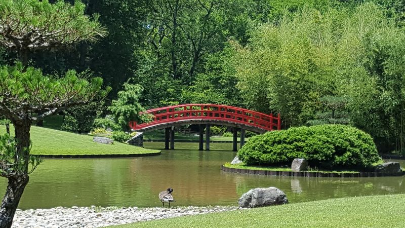 The Japanese Garden That Resets Your Entire Mood