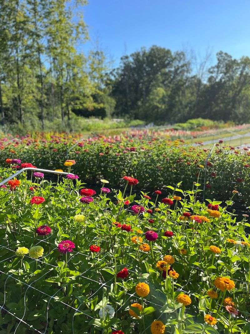 Rows Of Bright Blooms That Welcome Visitors Each Season