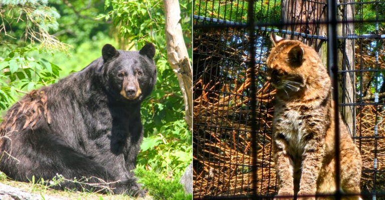 This Cozy Zoo In New York Lets You See Wolves, Bears, And Lynx Up Close