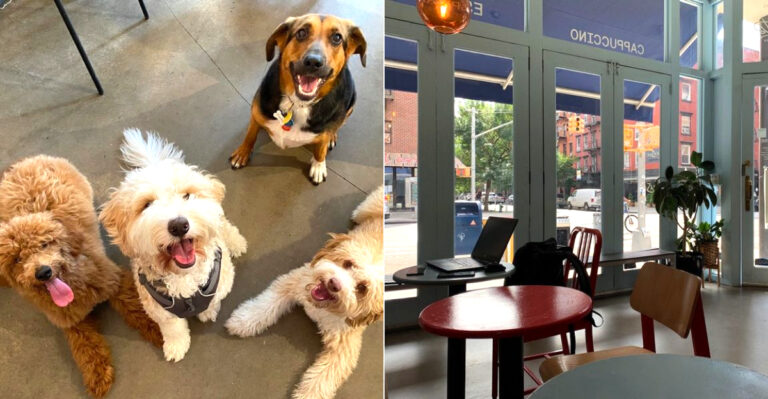 This Dog-Friendly Café In New York Lets You Hang Out With Puppies While You Sip Coffee