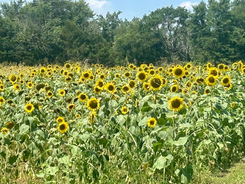 The Sunflower And Wildflower Fields That Paint The Grounds Gold