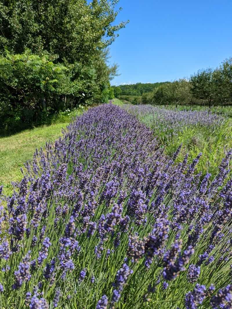 The Lavender Labyrinth That Became A Unique Michigan Landmark