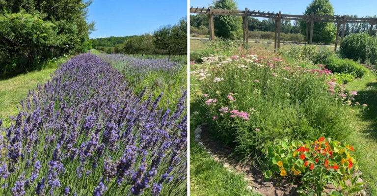 This Enchanting Lavender Labyrinth In Michigan Is So Large You Can See It On Google Earth