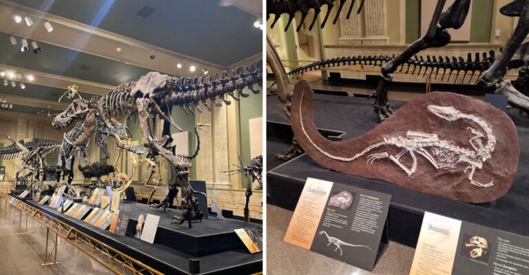 This Fascinating Dinosaur Museum In Wisconsin Is More Impressive Than You’d Expect