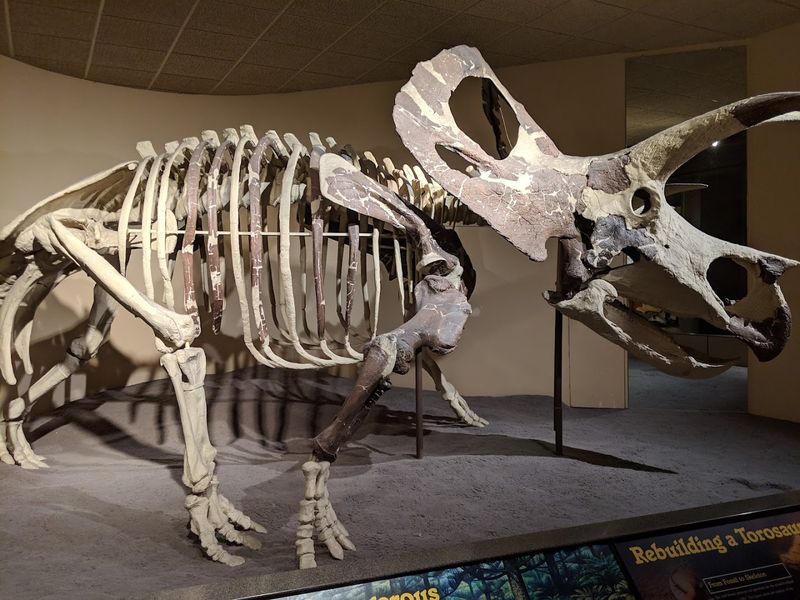 Life-Size Dinosaur Skeletons From Millions Of Years Ago