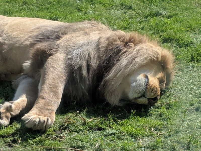 A 43-Acre Zoo With Hundreds Of Animals
