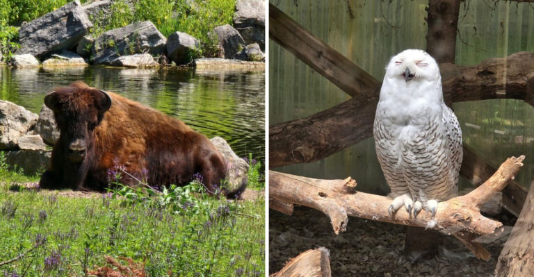 This One-Of-A-Kind Zoo In Wisconsin Offers Animal Encounters You Won’t Forget