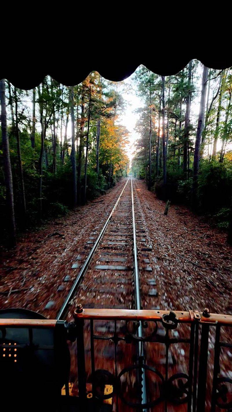 Scenic Ride Through The Piney Woods On The Texas State Railroad