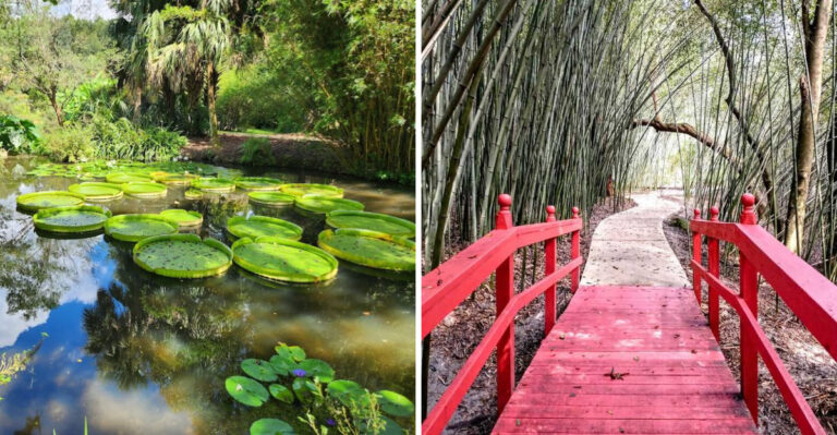 This Stunning Florida Pond Is Home To The Largest Lily Pads In The World
