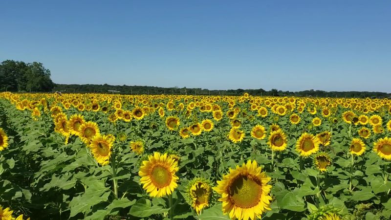 A Field Of Sunflowers That Will Genuinely Stop You In Your Tracks