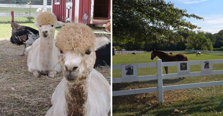 This Tennessee Animal Sanctuary Offers One Of The Most Special Day Trips In April
