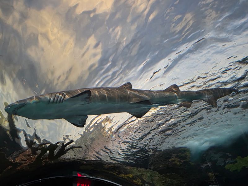 The Shark Lagoon Tunnel Experience