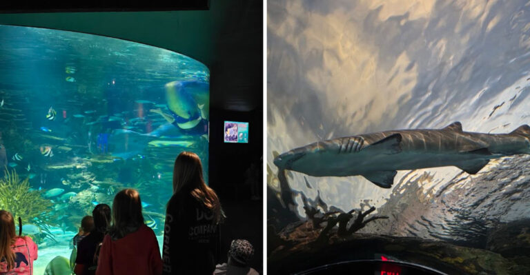 This Tennessee Aquarium Lets You Get Super Close To Sharks, Sea Turtles, And More
