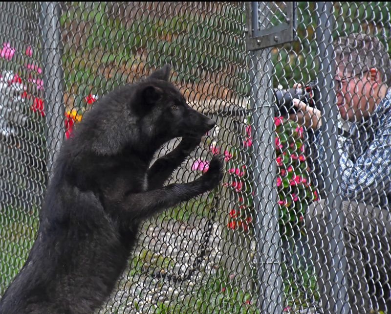 The Beauty Of Wolves