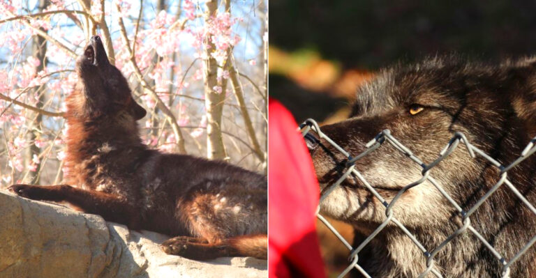 This Wolf Sanctuary In New York Offers A Rare Chance To See Wolves Up Close Like Few Places Can
