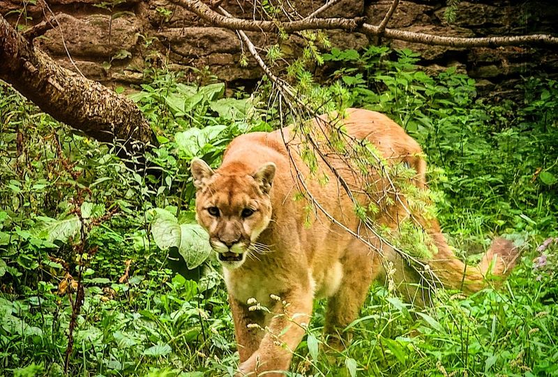 Practical Tips For Planning Your Visit To Zoo New York