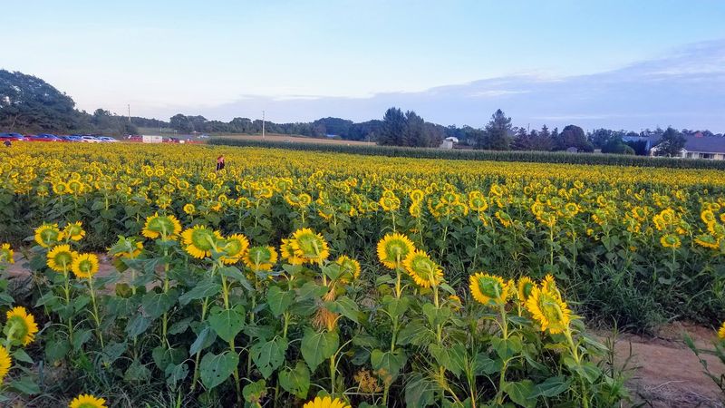 How This Farm Fits Perfectly Into A North Fork Day Trip