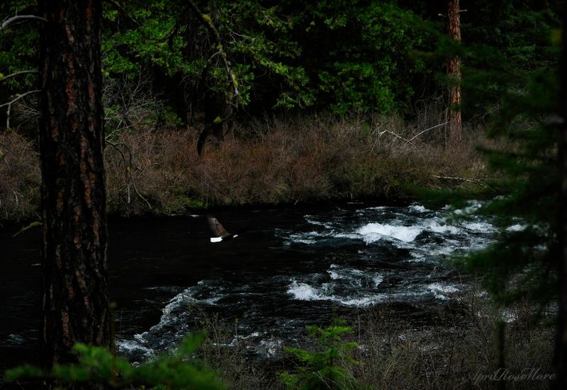 Wildlife Like Eagles, Deer, And Otters Are Often Seen Here