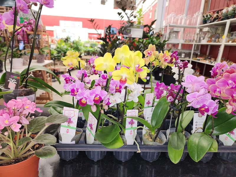 Houseplants And Tropicals That Bring The Outdoors Inside