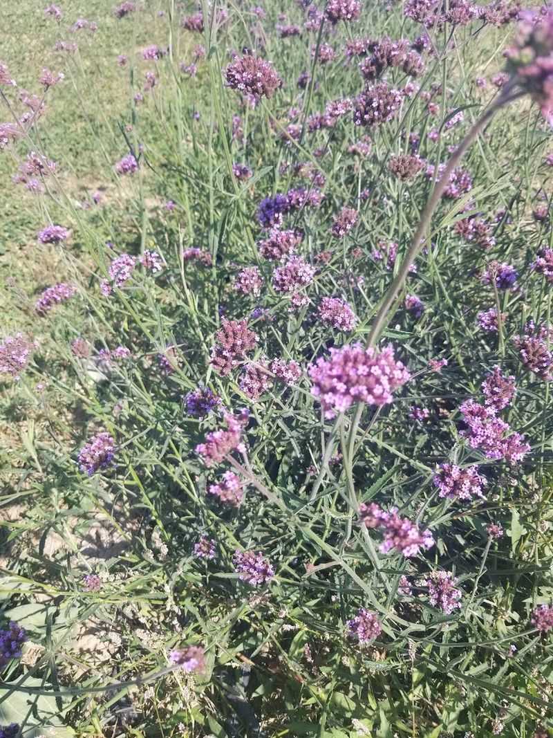 A Pollinator-Friendly Farm Filled With Bees And Butterflies