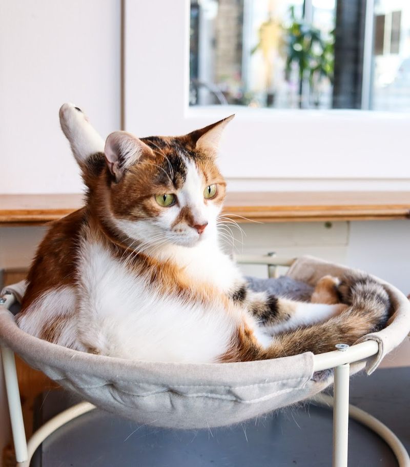 The Cat Lounge Is Cage-Free To Encourage Natural Behaviour