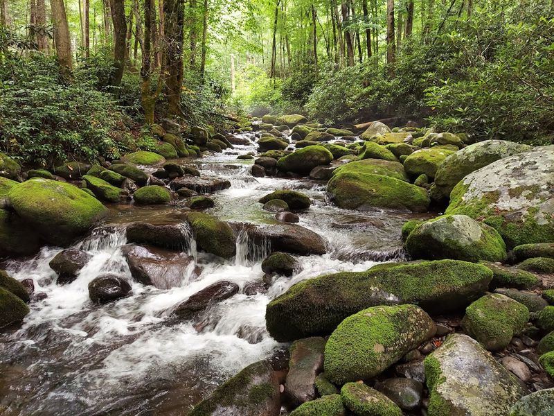 Watch Fireflies Glow In The Smokies, Great Smoky Mountains National Park